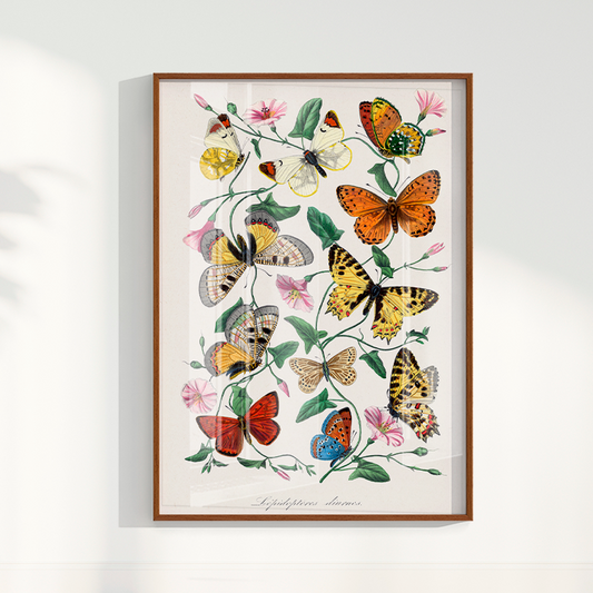 Quadro Vintage de Borboletas