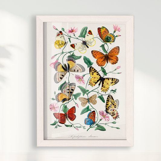 Quadro Vintage de Borboletas