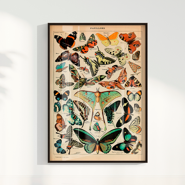 Papillons