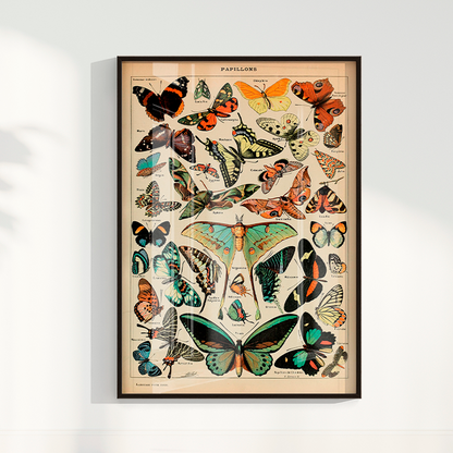 Papillons