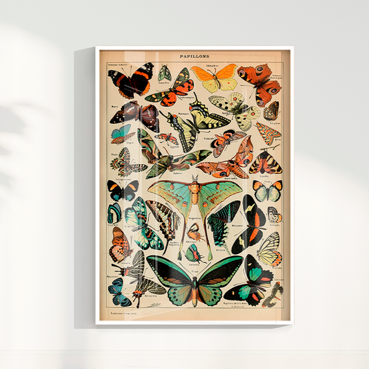 Papillons