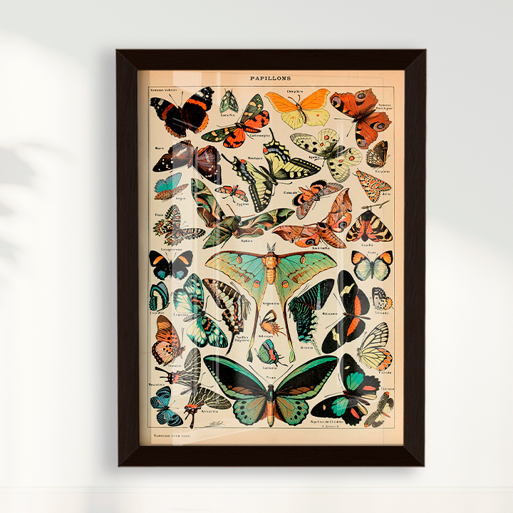 Papillons