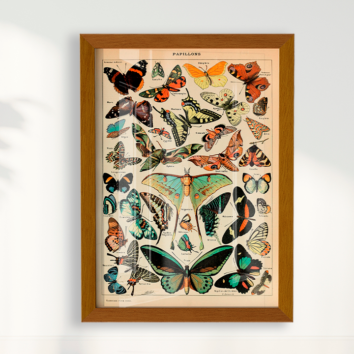 Papillons