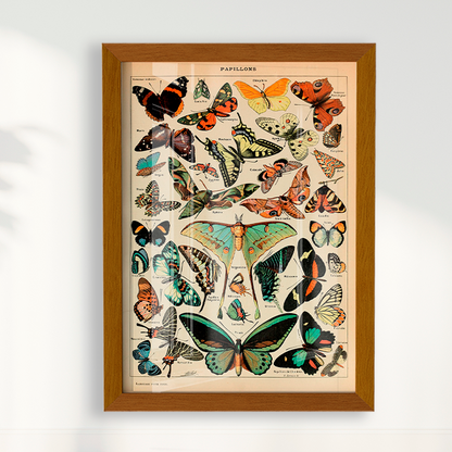Papillons