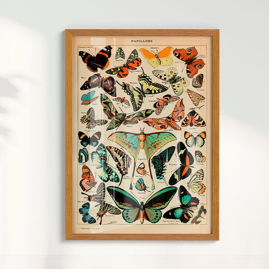 Quadro Vintage Papillons tamanho A2 - Pronta Entrega