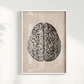 Brain Vintage