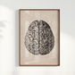Brain Vintage