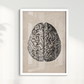 Brain Vintage