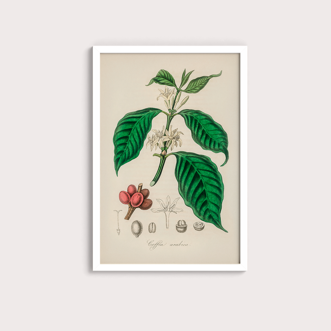 Café Arabica - LARTESTUDIO