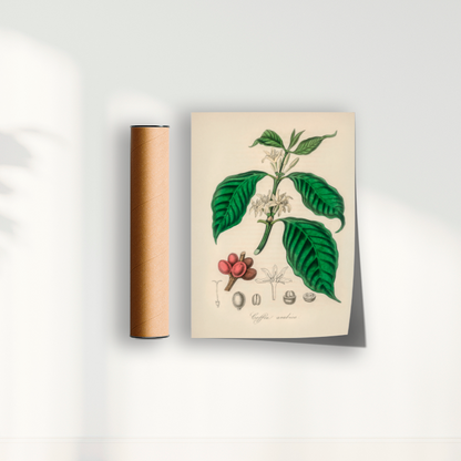 Café Arabica