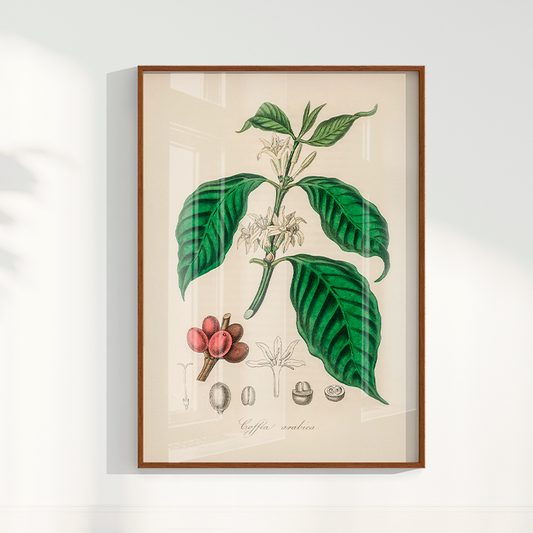 Quadro Café Arabica