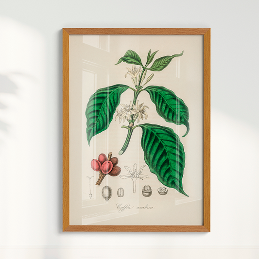 Quadro Café Arabica