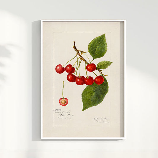 Quadro Cerejas Vintage
