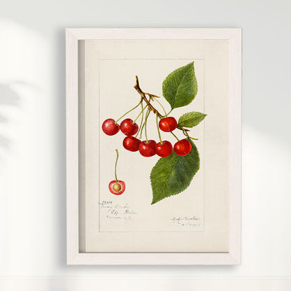 Quadro Cerejas Vintage