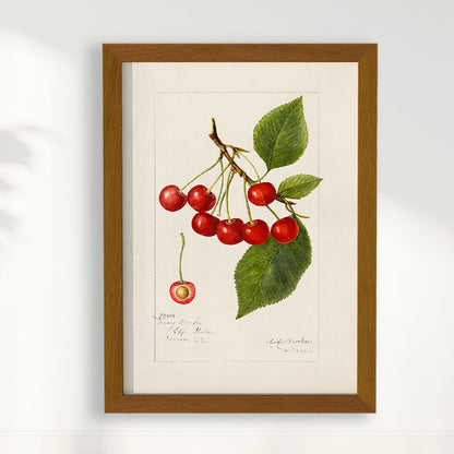 Quadro Cerejas Vintage