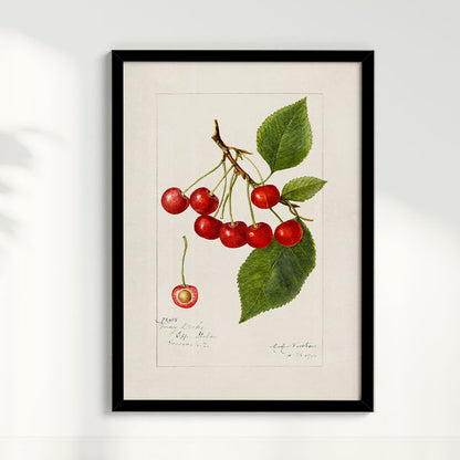 Quadro Cerejas Vintage