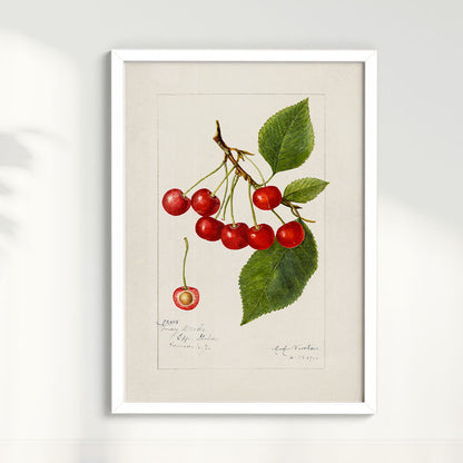 Quadro Cerejas Vintage
