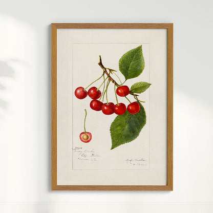 Quadro Cerejas Vintage