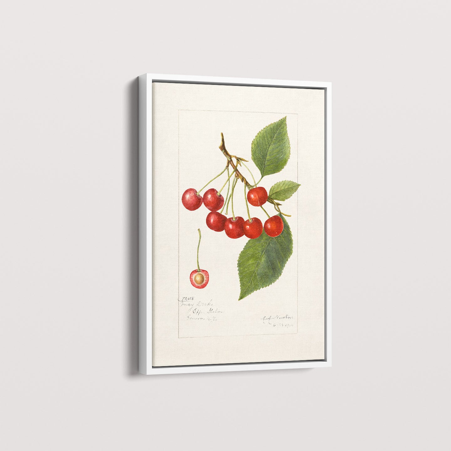 Quadro Cerejas Vintage