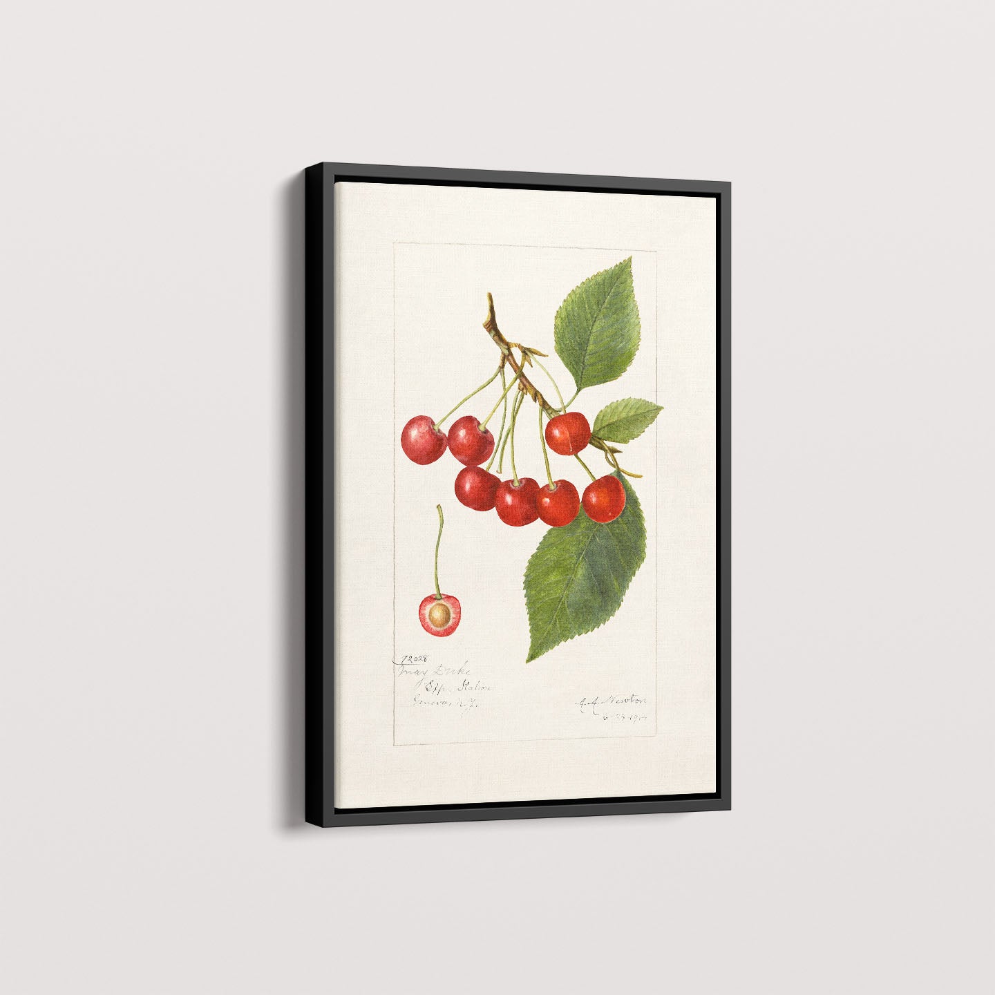 Quadro Cerejas Vintage