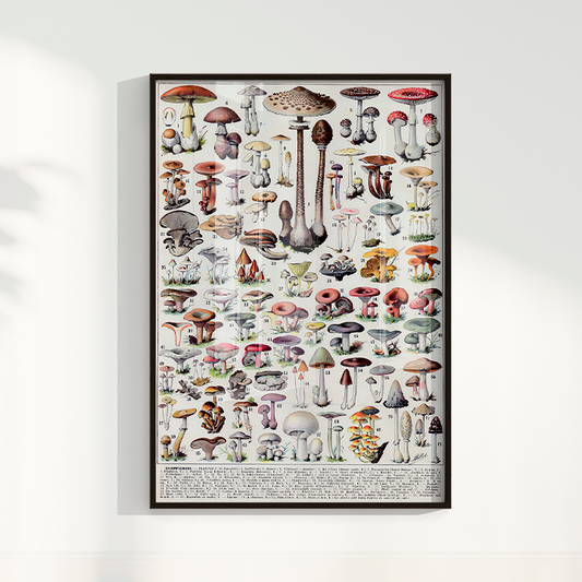 Quadro Poster Vintage cogumelos II