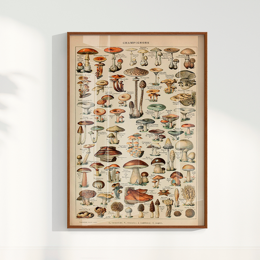 Quadro Vintage Cogumelos 3