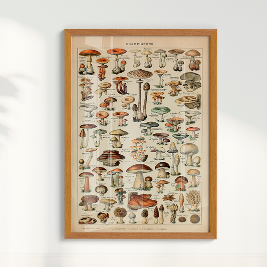 Quadro Vintage Cogumelos 3