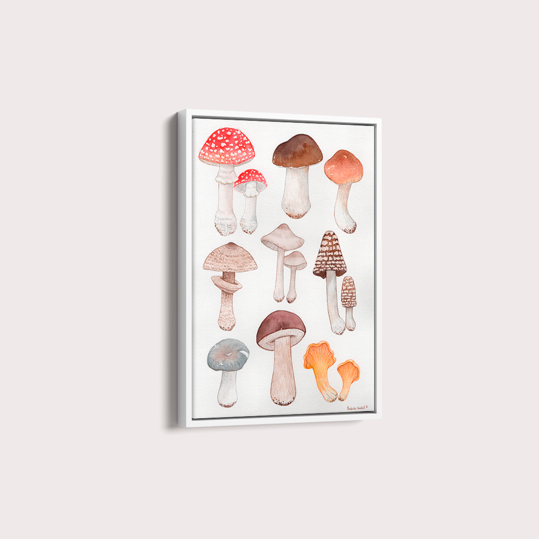Cogumelos por Isabela Almeida