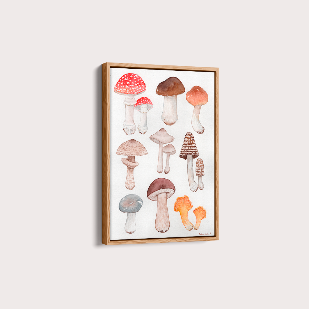 Cogumelos por Isabela Almeida