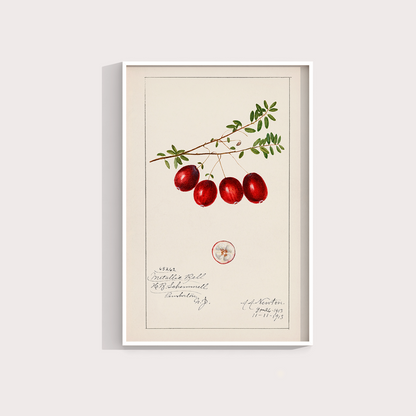 Cranberry Vintage