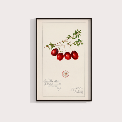 Cranberry Vintage