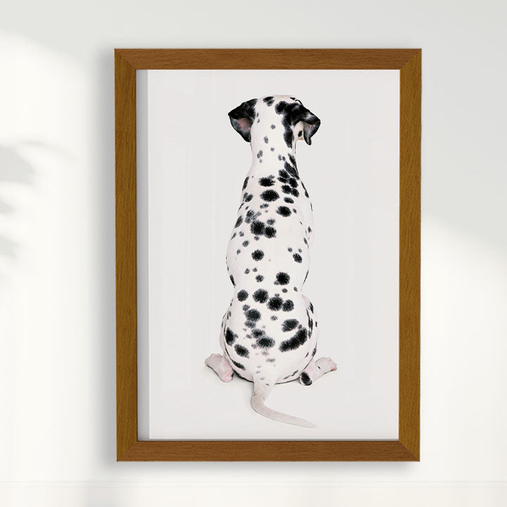 Quadro Dálmata
