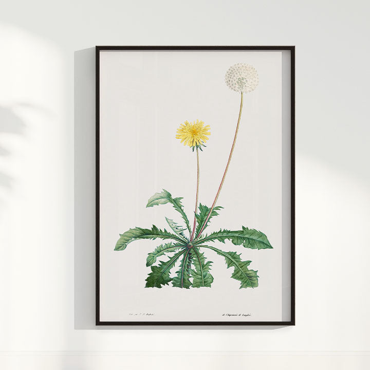 Quadro Floral Vintage - Dente de leão