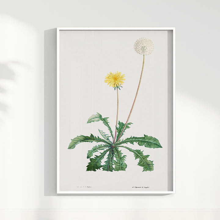 Quadro Floral Vintage - Dente de leão