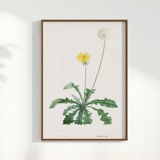 Quadro Floral Vintage - Dente de leão