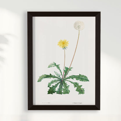Quadro Floral Vintage - Dente de leão