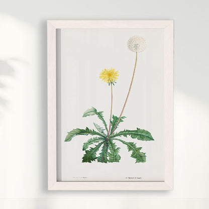 Quadro Floral Vintage - Dente de leão