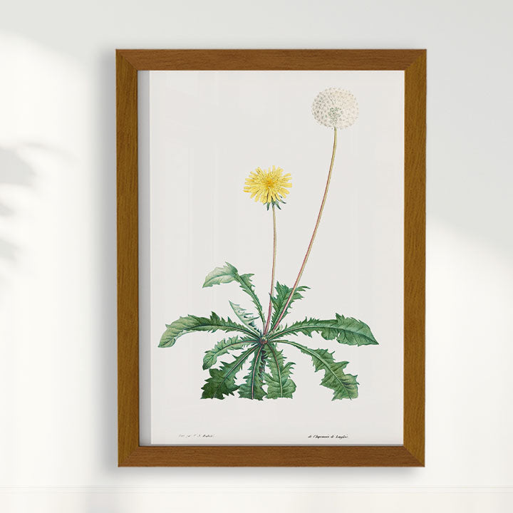 Quadro Floral Vintage - Dente de leão