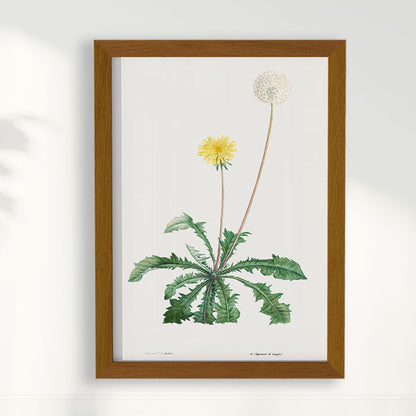 Quadro Floral Vintage - Dente de leão
