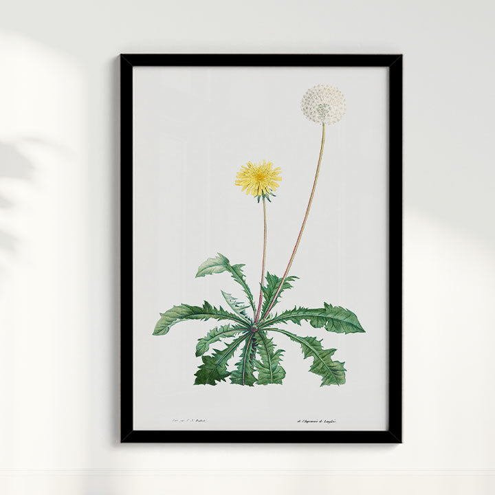 Quadro Floral Vintage - Dente de leão