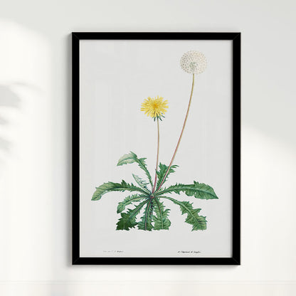 Quadro Floral Vintage - Dente de leão