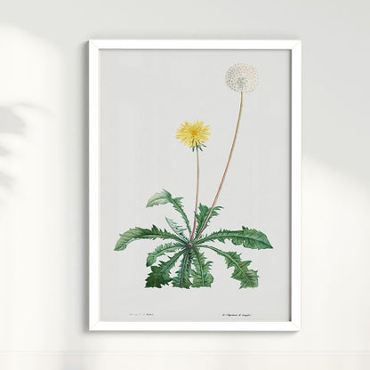 Quadro Floral Vintage - Dente de leão