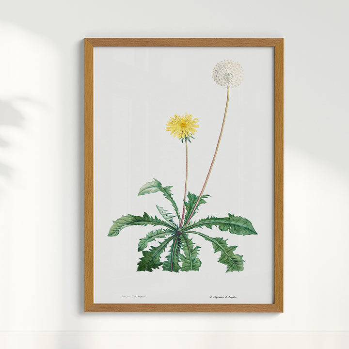 Quadro Floral Vintage - Dente de leão