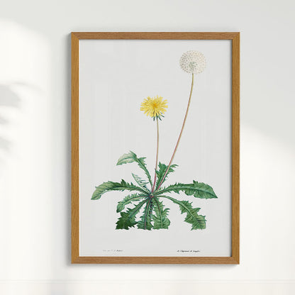Quadro Floral Vintage - Dente de leão