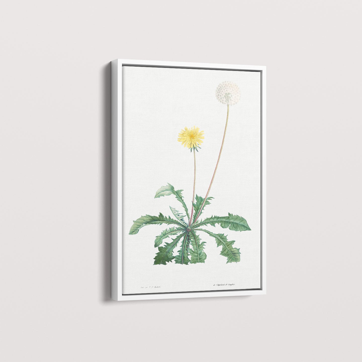 Quadro Floral Vintage - Dente de leão