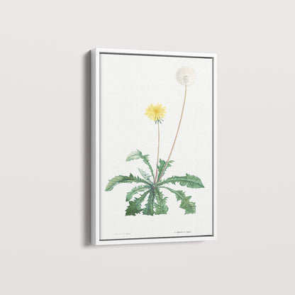Quadro Floral Vintage - Dente de leão