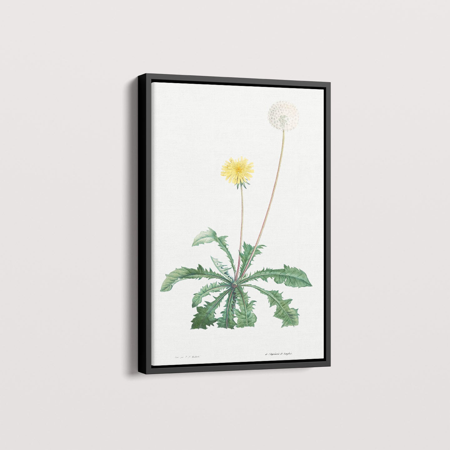 Quadro Floral Vintage - Dente de leão