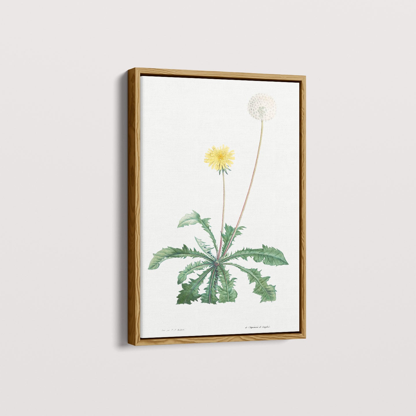 Quadro Floral Vintage - Dente de leão