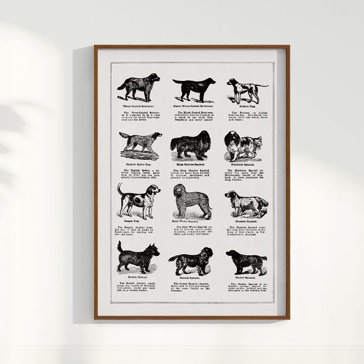 Quadro Vintage Dogs II