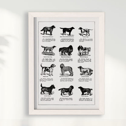 Quadro Vintage Dogs II